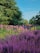 A vibrant garden filled with diverse plants and flowers under a clear blue sky.