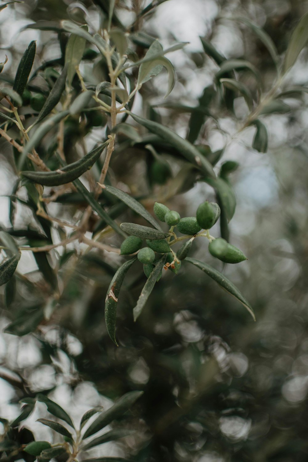 green fruits with green leaves