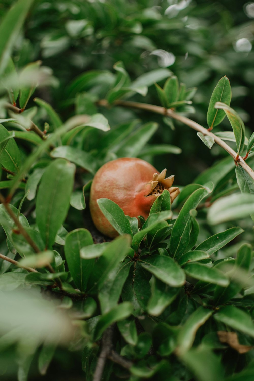 red pomegranate