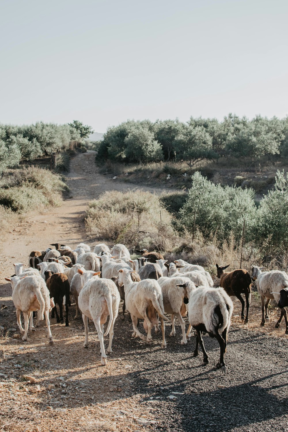 white and black sheep during daytime