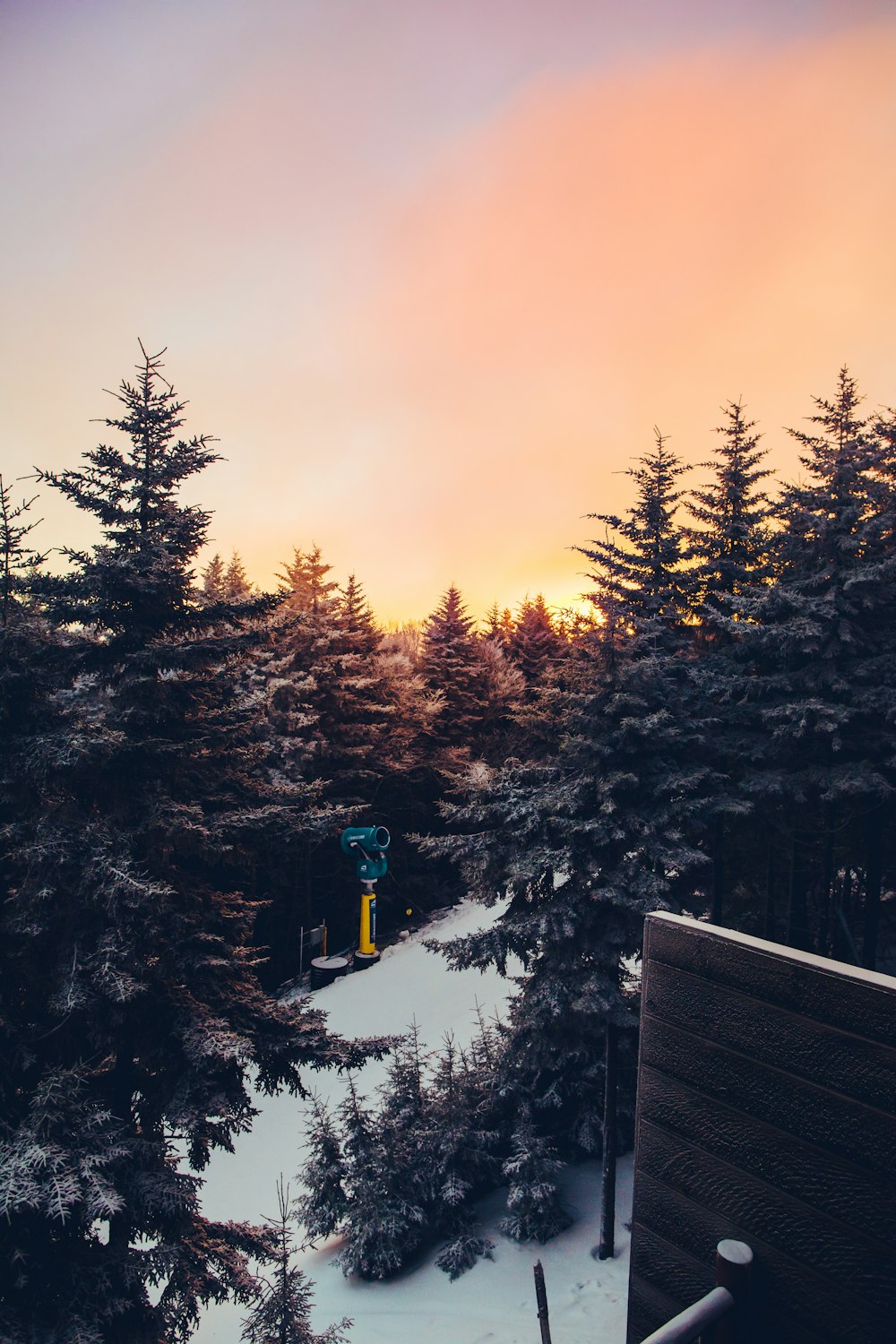 green pine trees under orange sky