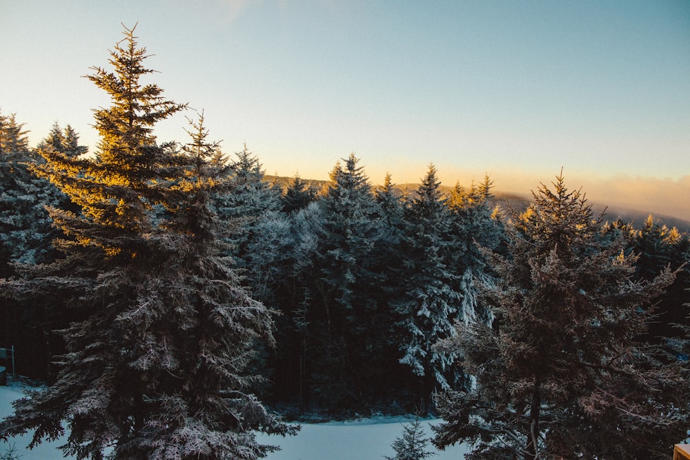 green pine trees on snow mountain