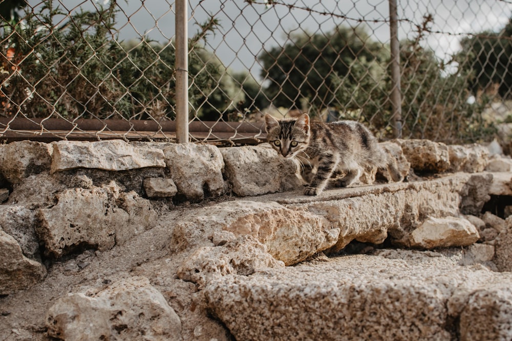 gray tabby kitten near chain fence