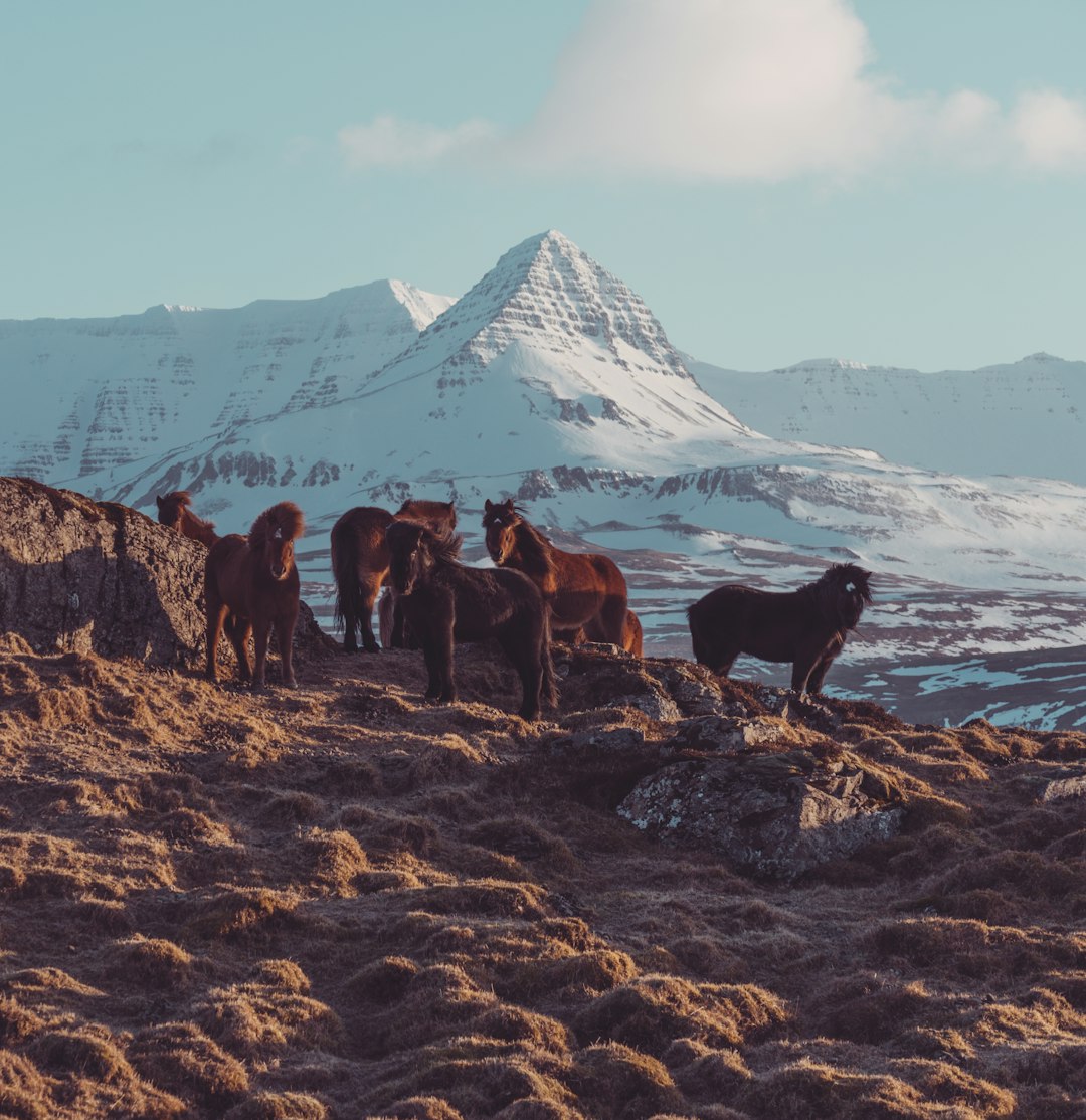 herd of brown horses on icy mountain