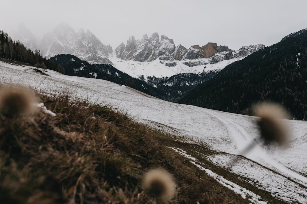 snow covered field and mountains