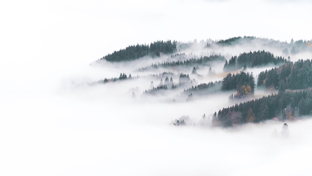 alberi nella nebbia