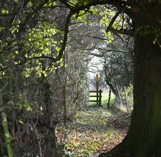 pathway surrounded with trees