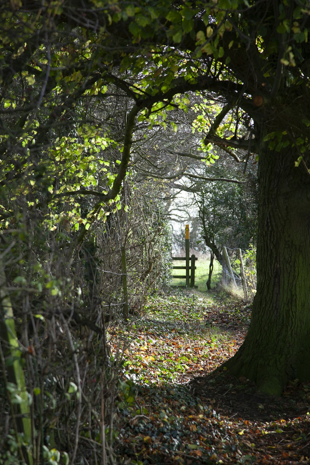 pathway surrounded with trees