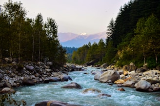 river surrounded by trees during daytime