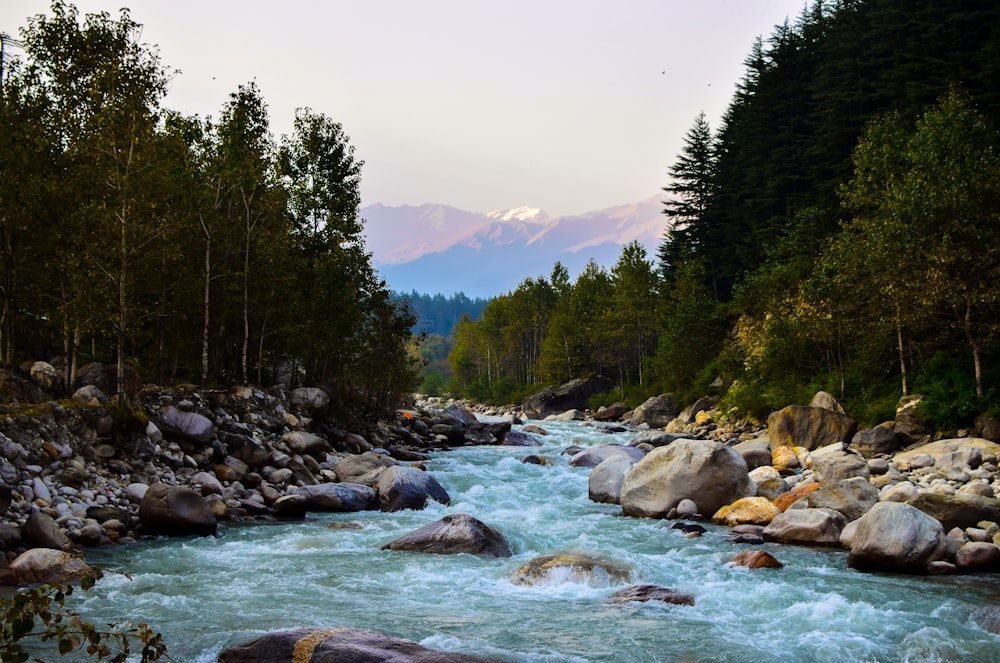 rio cercado por árvores durante o dia