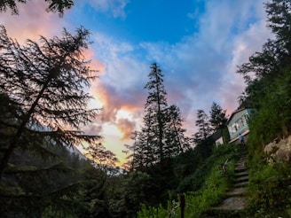 A serene luxury home nestled among tall evergreen trees at sunset.