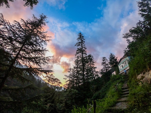 A serene luxury home nestled among tall evergreen trees at sunset.