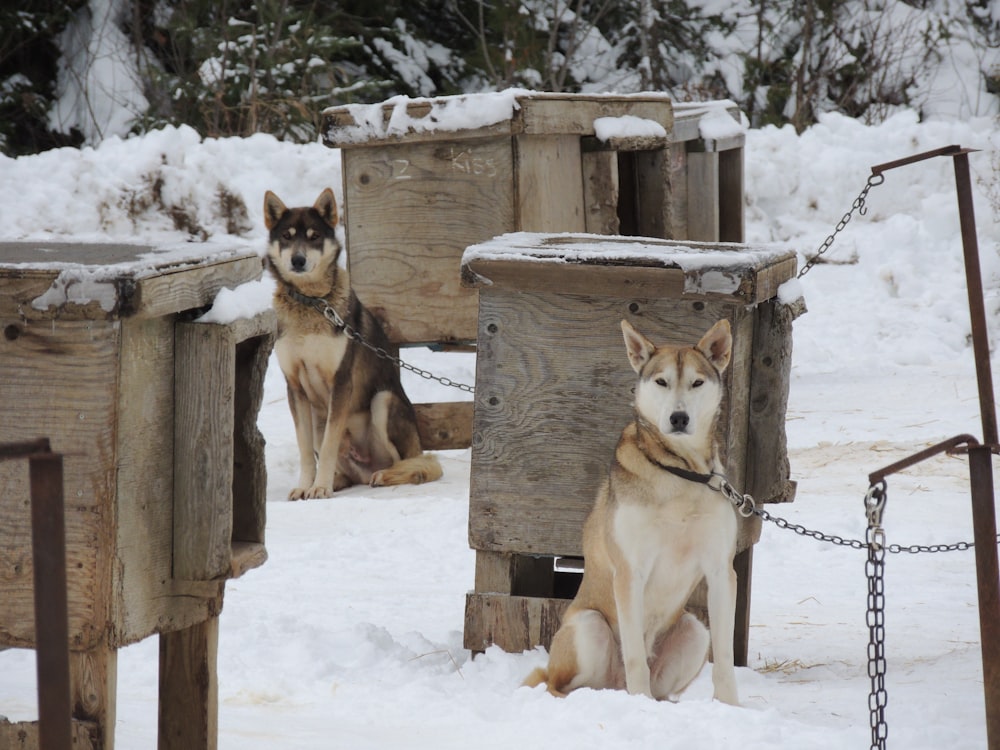 brown and white fox beside brown wooden cage