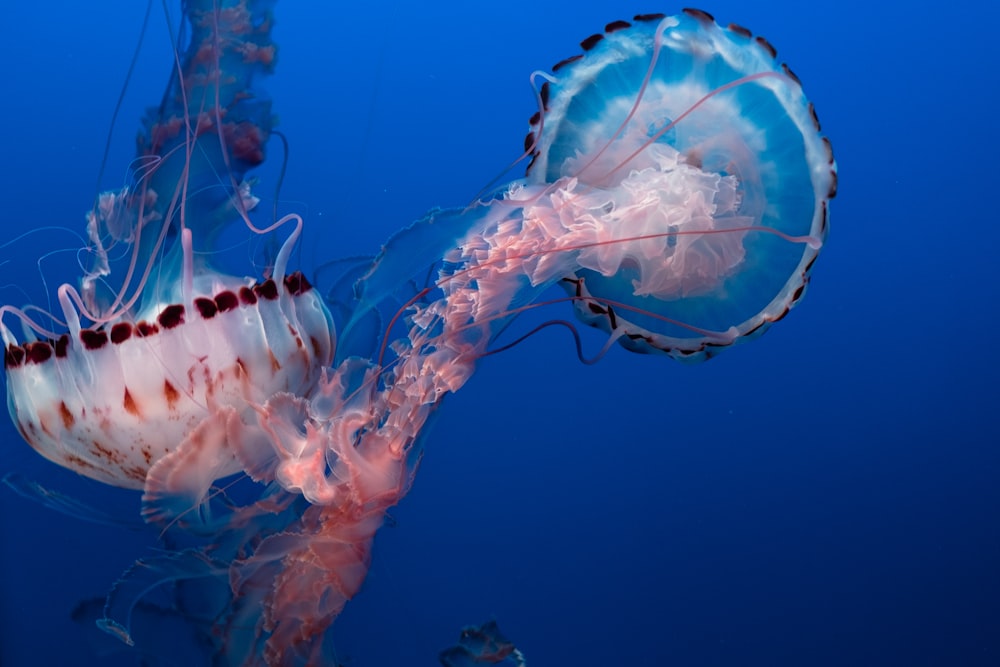 Foto submarina de medusas