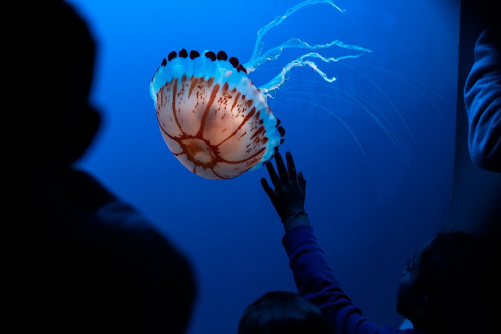donna in procinto di catturare meduse in acquario