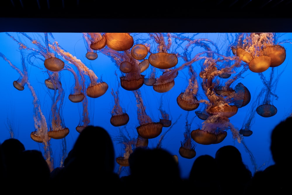 Gens regardant sur les méduses dans l’aquarium