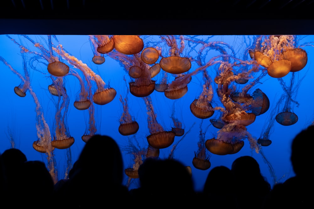 people watching on jellyfish in aquarium