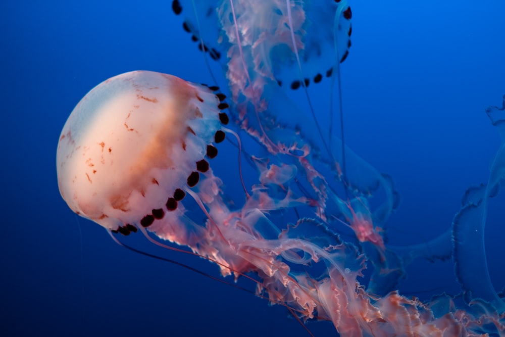 red and black jellyfish