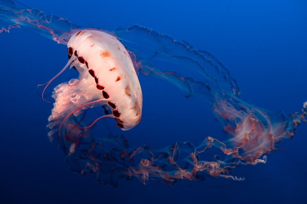 white and orange jellyfish