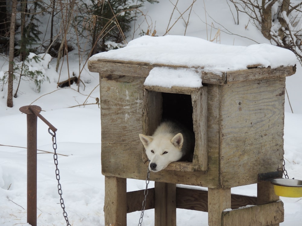 white dog in brown wooden dog cage