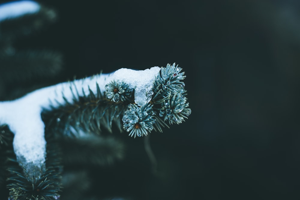 tree with snow on top