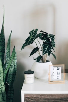 green indoor plant with white pot on white and brown wooden table