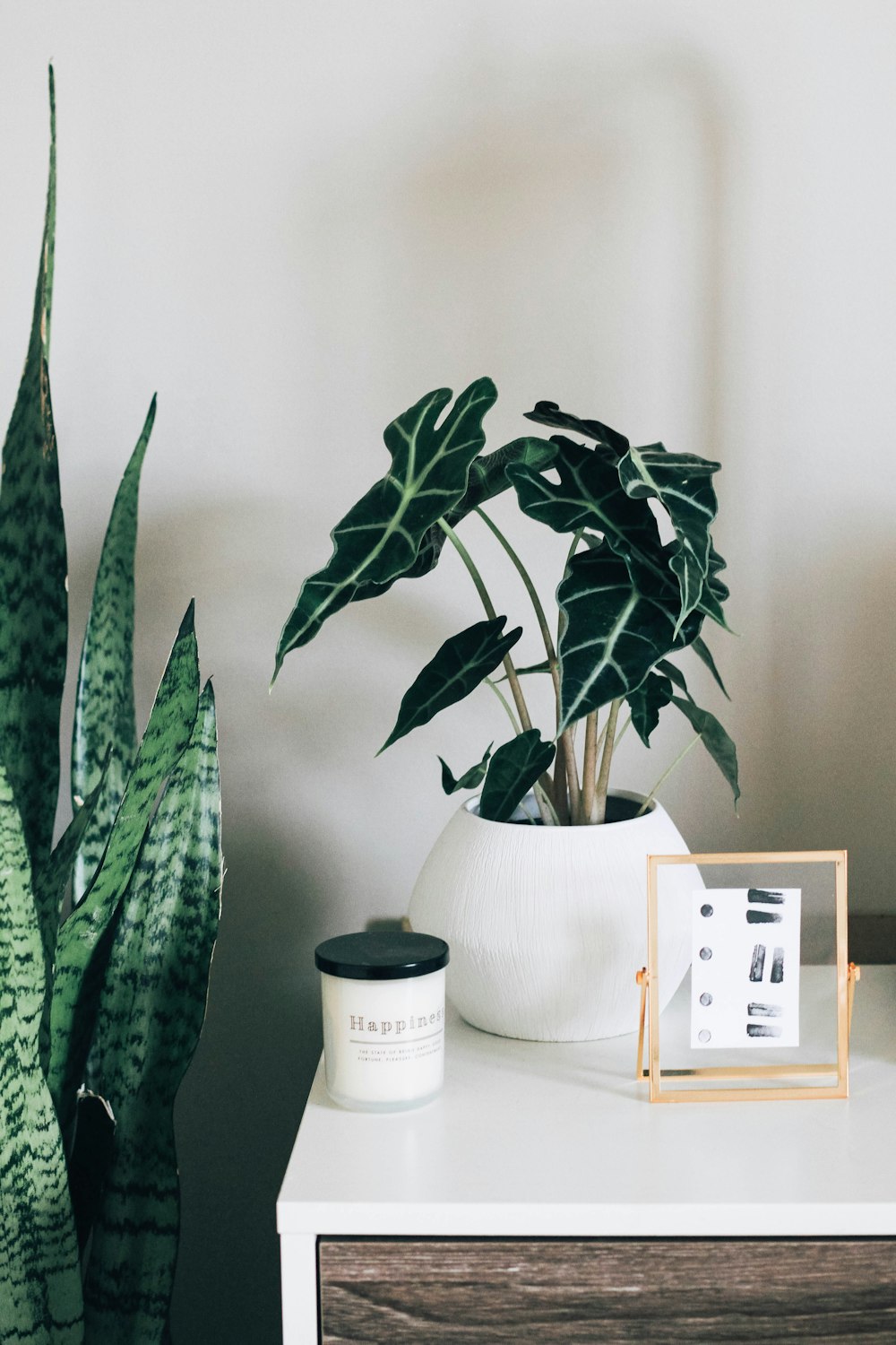 planta interior verde com vaso branco na mesa de madeira branca e marrom