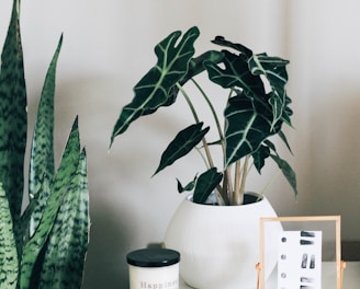 green indoor plant with white pot on white and brown wooden table