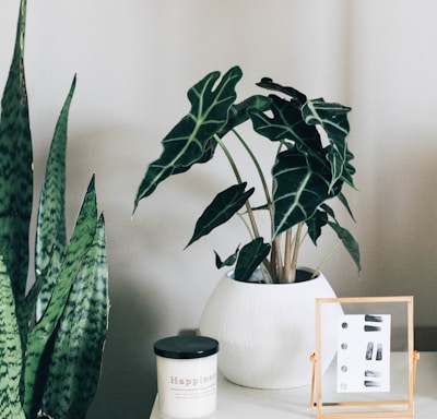 green indoor plant with white pot on white and brown wooden table