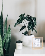 green indoor plant with white pot on white and brown wooden table