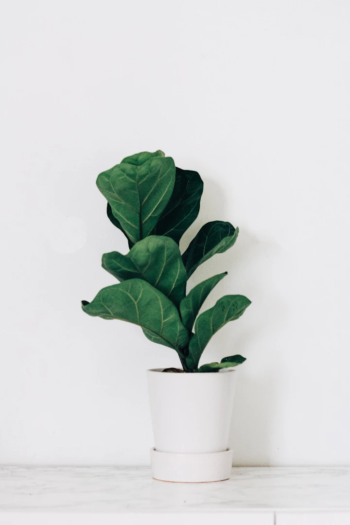Tall fiddle-leaf fig with large violin-shaped leaves in a white pot beside a wall