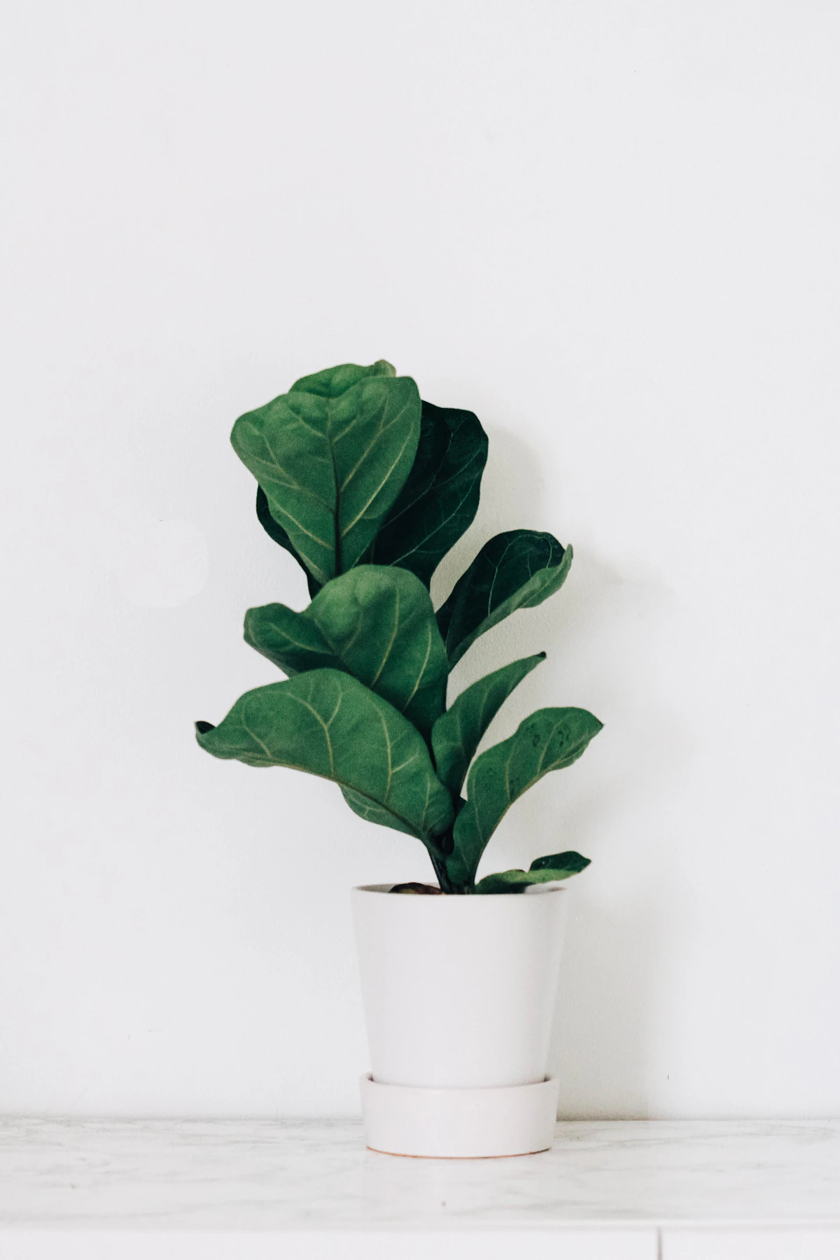 Fiddle leaf fig with large violin-shaped leaves in a white pot