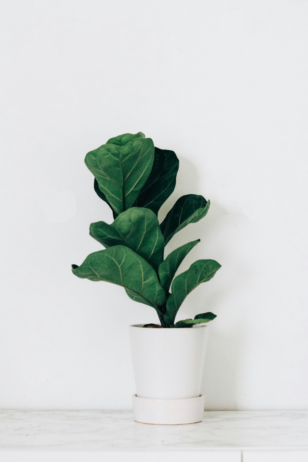 green-leafed plant in white pot