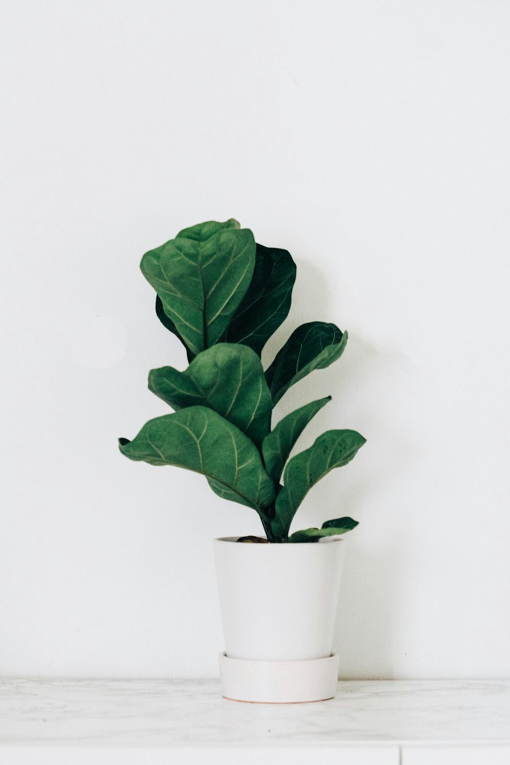 green-leafed plant in white pot