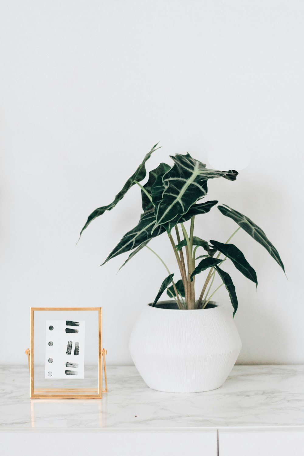 green plant in white pot