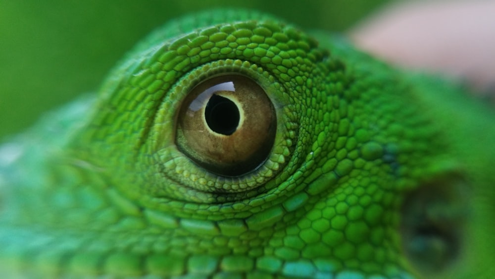 Selektives Fokusfoto des Auges eines grünen Reptils