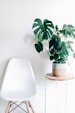 green-leafed plant