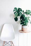 Plant Wellness