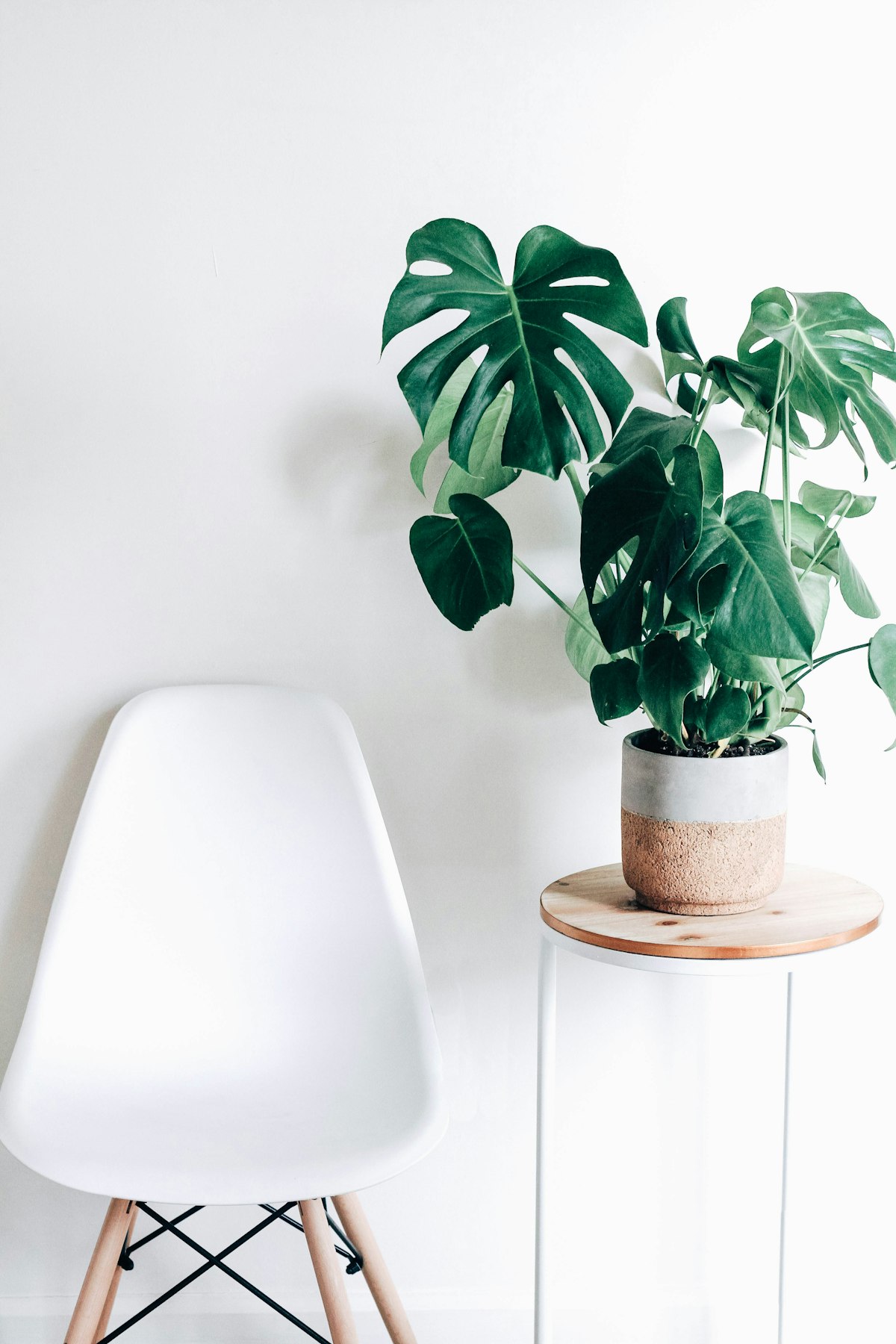 How to Grow Monstera