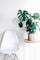 Monstera