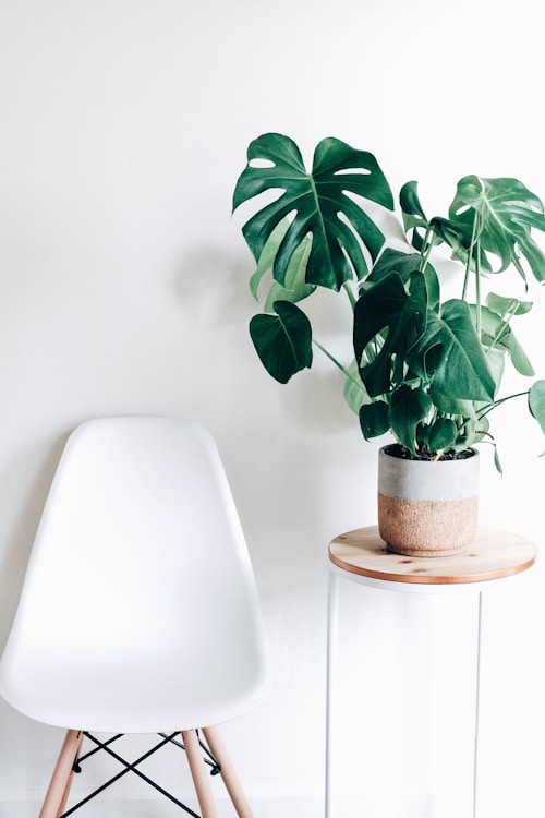 Beautiful Monstera plant in modern home