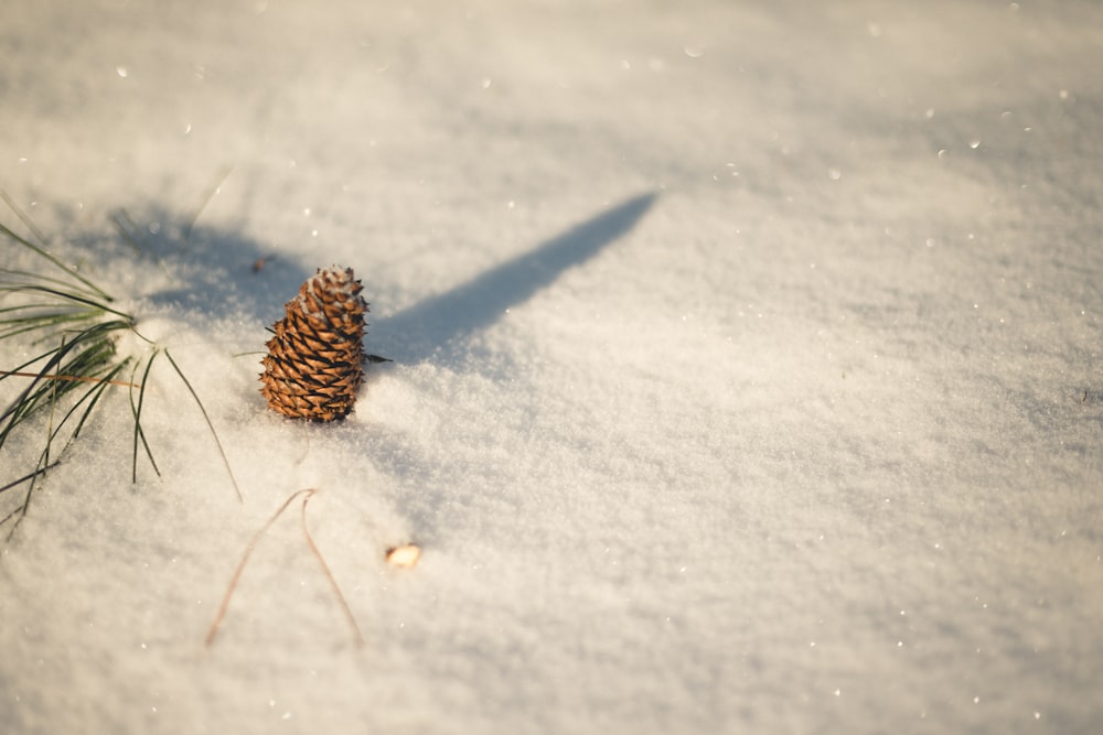 brown pine on snow