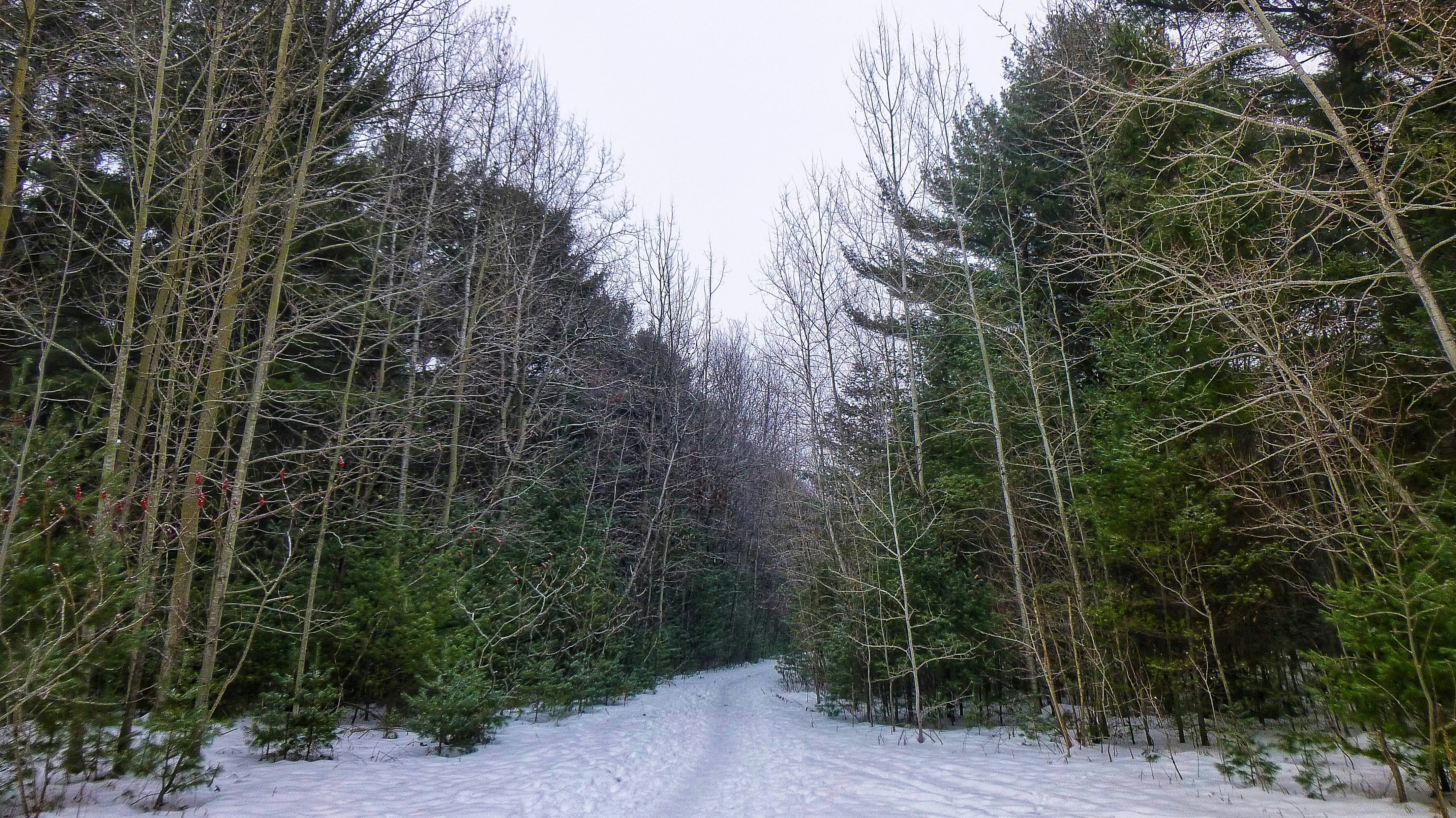 인제 자작나무 숲길 겨울 관련 이미지1