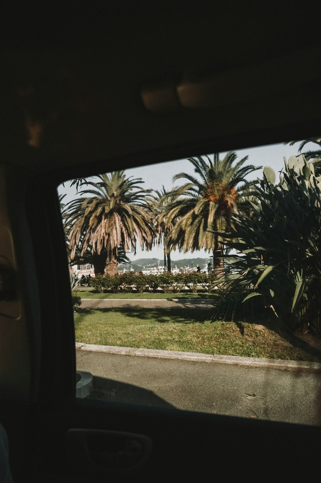 palm trees near road at daytimes