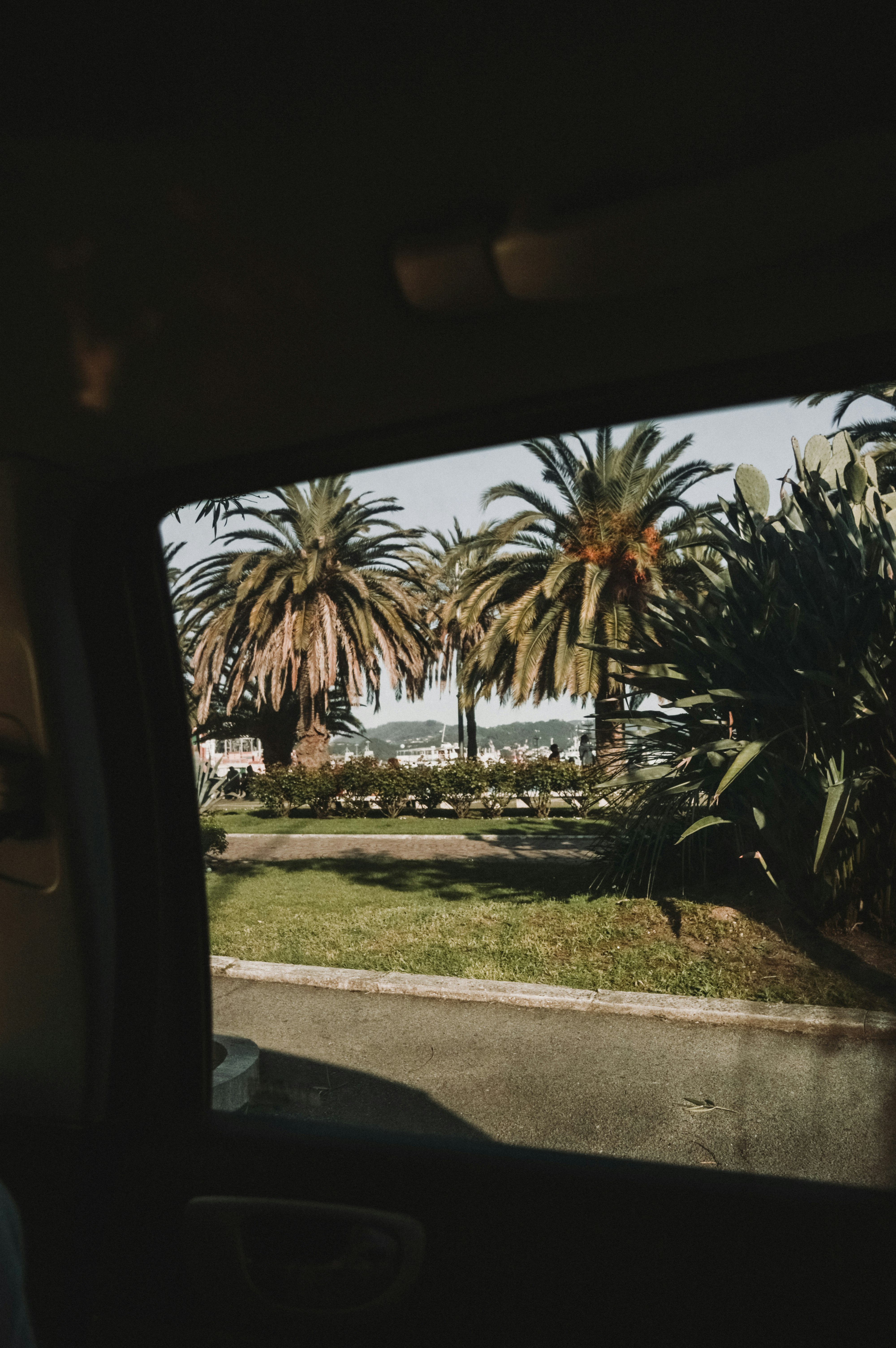 palm trees near road at daytimes