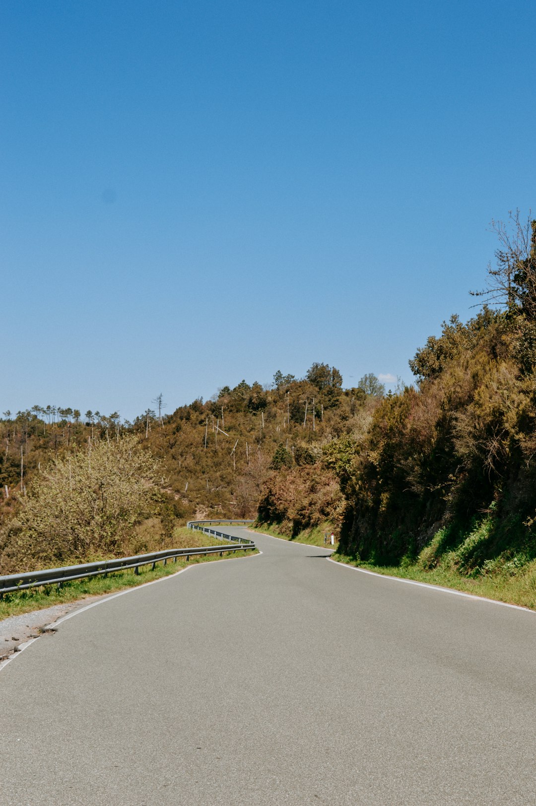 green trees beside road