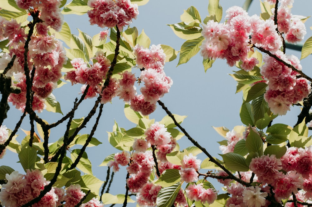 pink and white petaled flowers