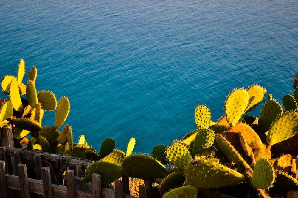 green prickly cacti near fence facing body of water