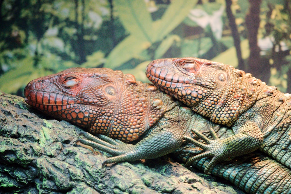 two gray reptile on tree