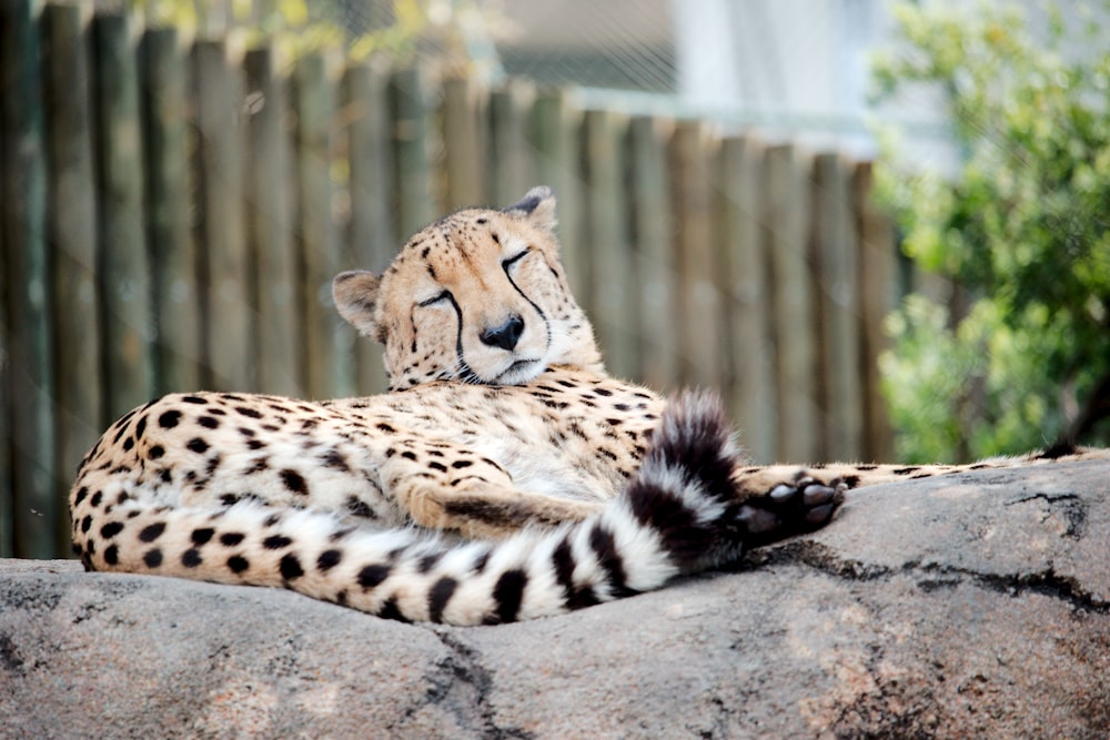 adult cheetah sleeping